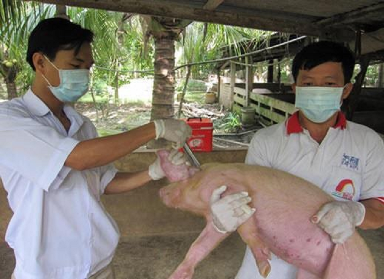 Biện pháp phòng, chống bệnh lở mồm long móng đối với gia súc