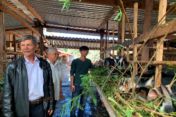 Làm giàu từ mô hình nuôi Dê bán giống và lấy thịt ở xã Ea Hiao, huyện Ea H’Leo