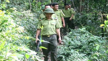 Phương án Quản lý bảo vệ rừng, phát triển rừng, phòng cháy chữa cháy và quản lý lâm sản năm 2020 trên địa bàn huyện Ea H’Leo