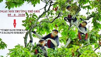 Hưởng ứng Ngày môi trường thế giới 2020 - "Vì một hành tinh xanh và đa dạng sinh học"