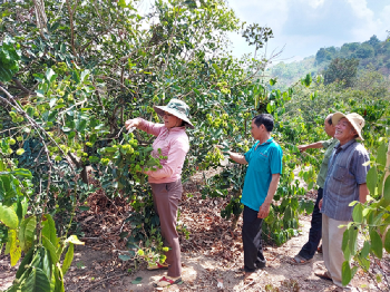 Cây chôm chôm - Hướng đi mới nhiều triển vọng cho vùng đất xã Cư Mốt
