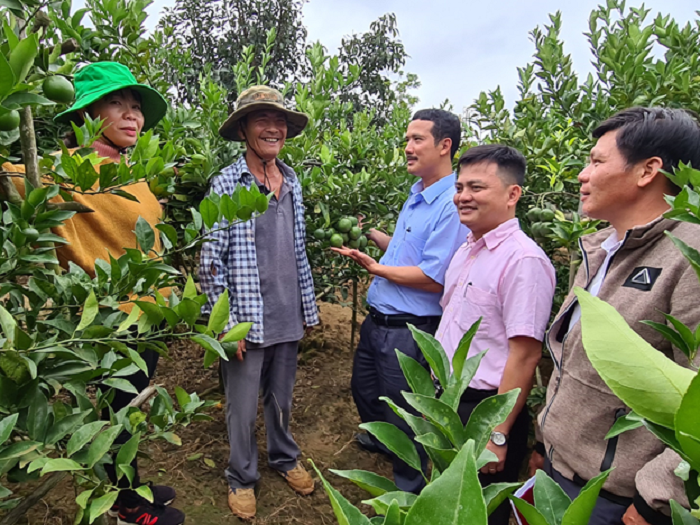 Thu nhập tiền tỷ nhờ trồng Bưởi da xanh và Quýt đường