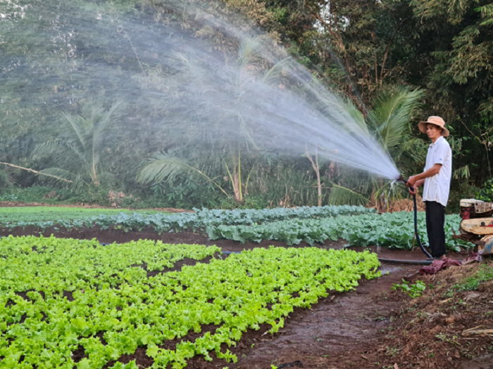 Nông dân huyện Ea H’leo sản xuất rau và chăm nuôi phục vụ tết 2021