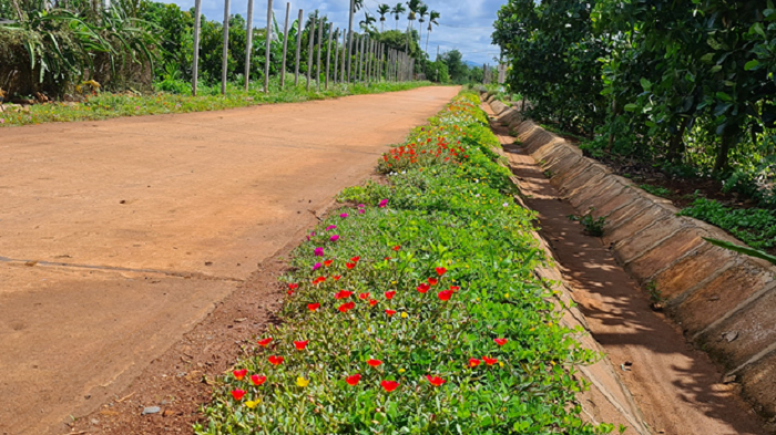 Hiệu quả tuyến đường hoa của phụ nữ thôn 5a, xã Ea Hiao.
