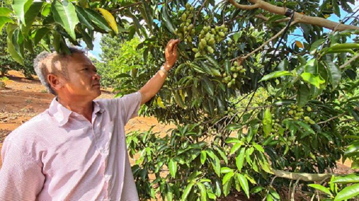 Triển vọng từ trồng cây dổi lấy hạt ở xã Ea Hiao