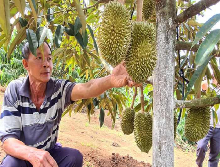 Hiệu quả cao từ trồng Sầu riêng xen vườn Cà phê