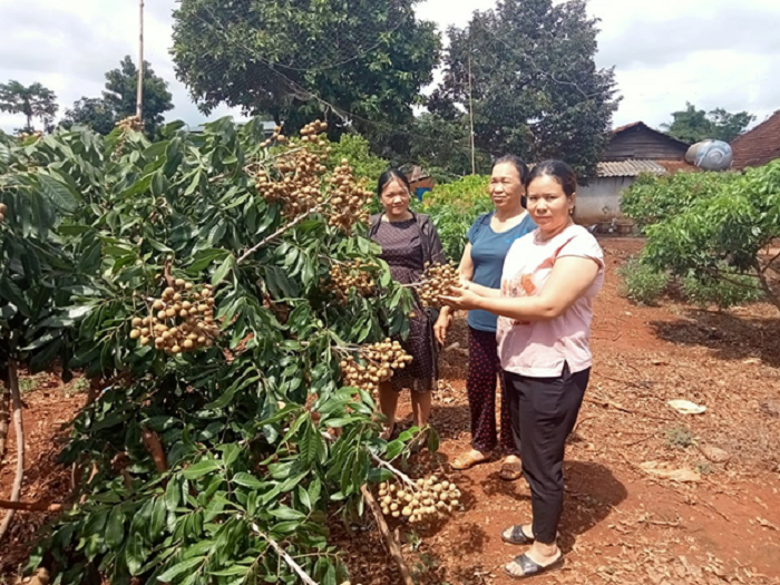 Những hội viên phụ nữ năng động trong phát triển kinh tế gia đình ở xã Cư A Mung