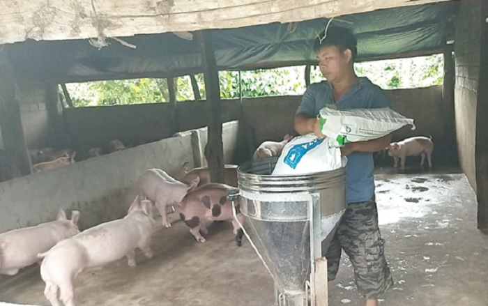 Thu nhập khá từ trồng trọt và chăn nuôi heo ở xã Cư Mốt