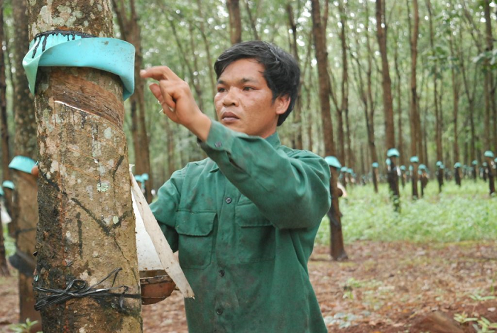 Công ty TNHH MTV Cao su Ea H’leo về đích trước thời hạn gần 2 tháng