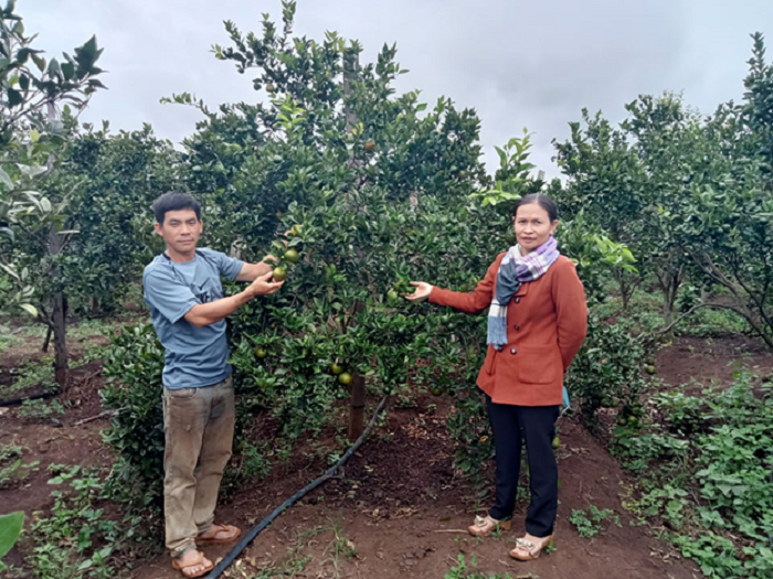 Thu quả ngọt sau nhiều năm miệt mài lao động