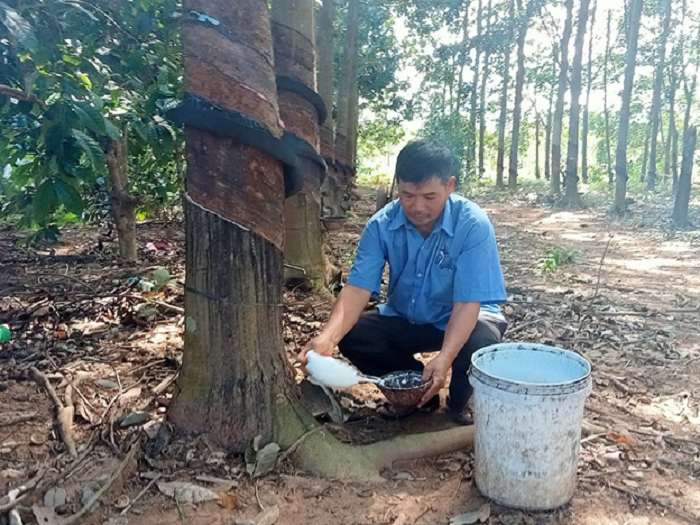 Bí thư chi bộ năng động trong phát triển kinh tế