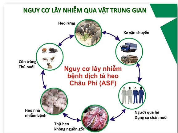 Phòng, chống dịch tả lợn Châu Phi
