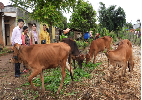 Huyện Ea H’Leo có 56 hộ đồng bào dân tộc thiểu số được vay vốn hỗ trợ chuyển đổi nghề