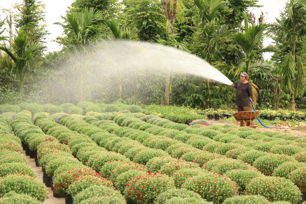 Nhà vườn Ea Drăng tất bật vào vụ hoa tết: Kỳ vọng một mùa xuân khởi sắc
